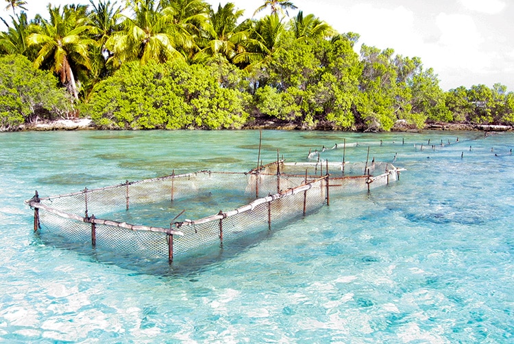 Parc à poisson de la passe Fainukea à l'est de l'atoll de Aratika.