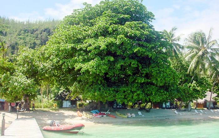 Arbres emboités de Avea