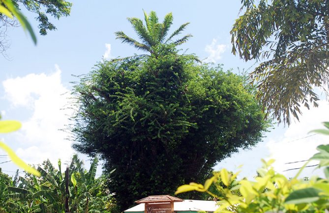 Palmier sur le Banian