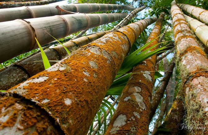 Bambou géant, Dendrocalamus giganteus. Photo TalySong