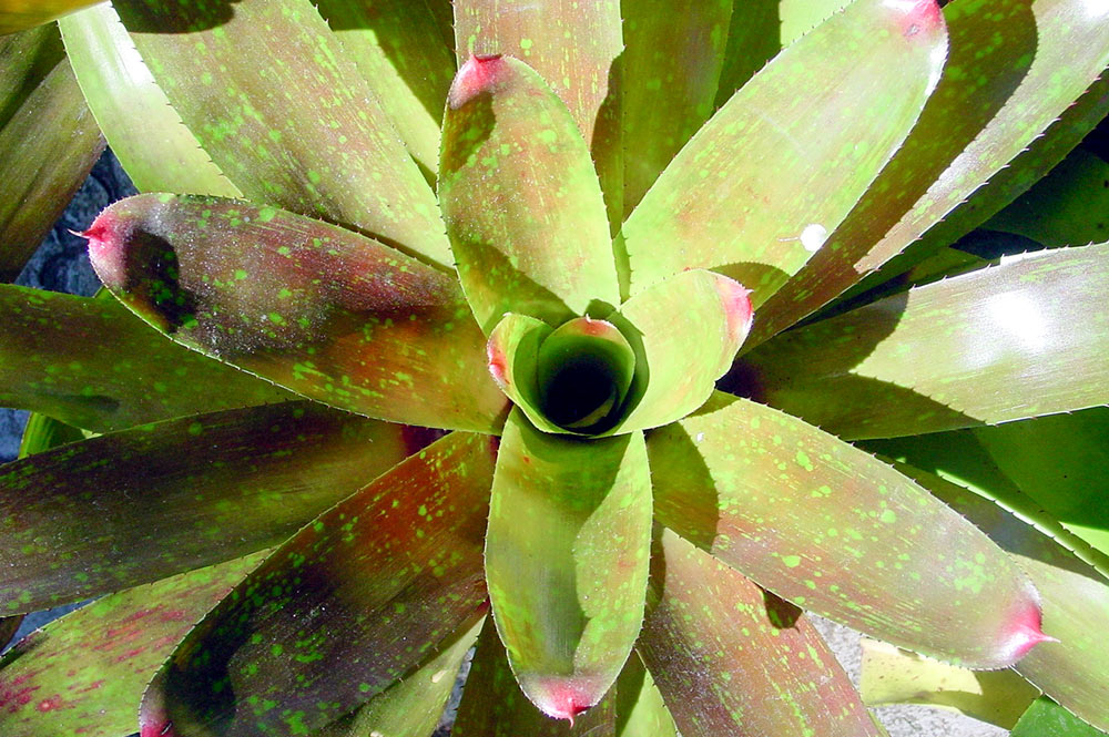 Bromelia Neoregelia © Tahiti Heritage