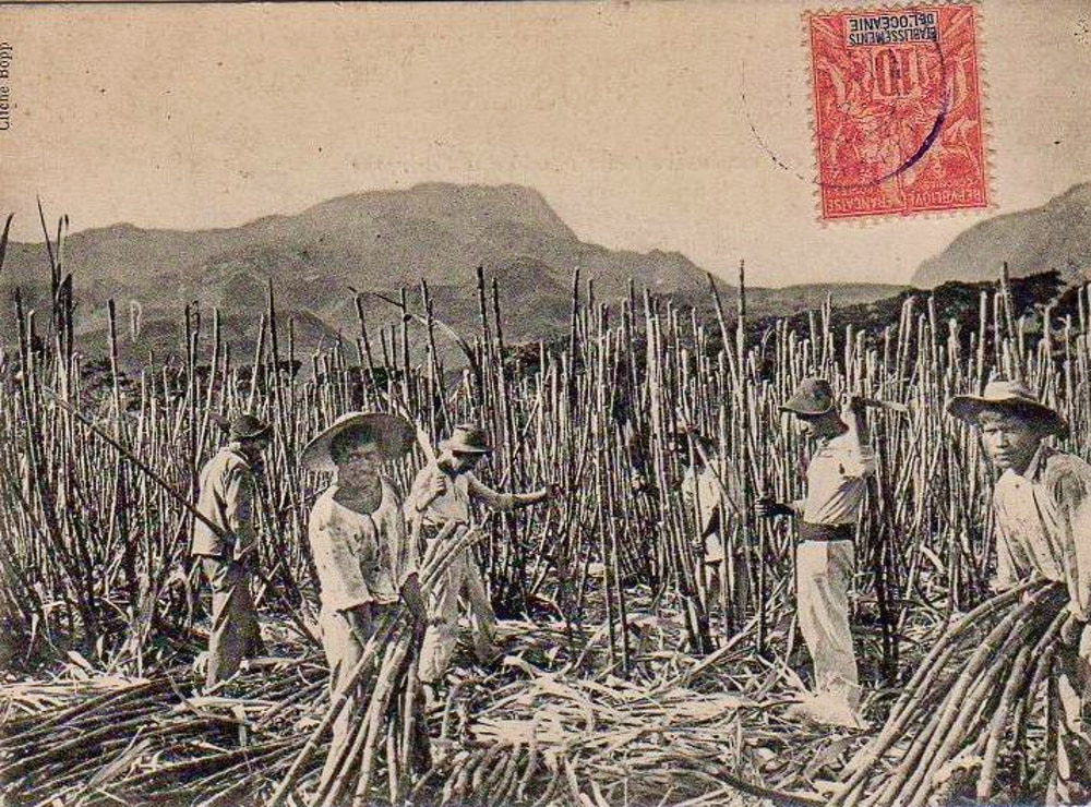 Coupe de canne à sucre à Pirae, vers 1900. Photo Bobb