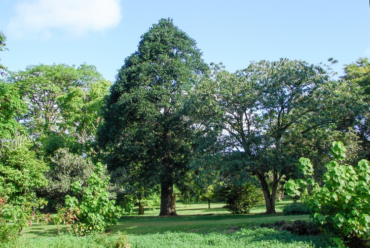 Agathis, Kaori, du jardin botanique de Tahiti