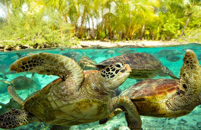 Centre de protection des tortues marines de Bora Bora. Photo Elsa Fernicle