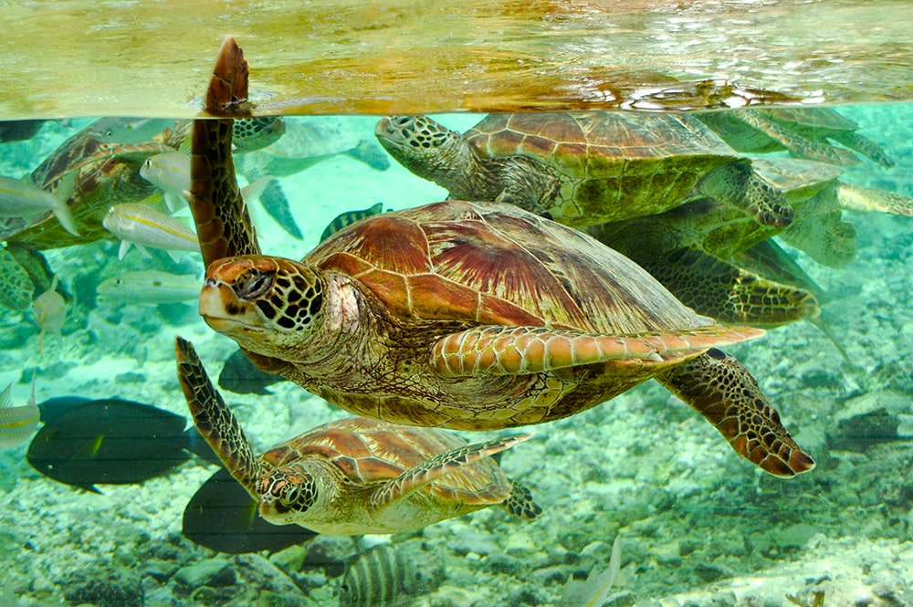 Centre de protection des tortues marines de Bora Bora. Photo Elsa Fernicle