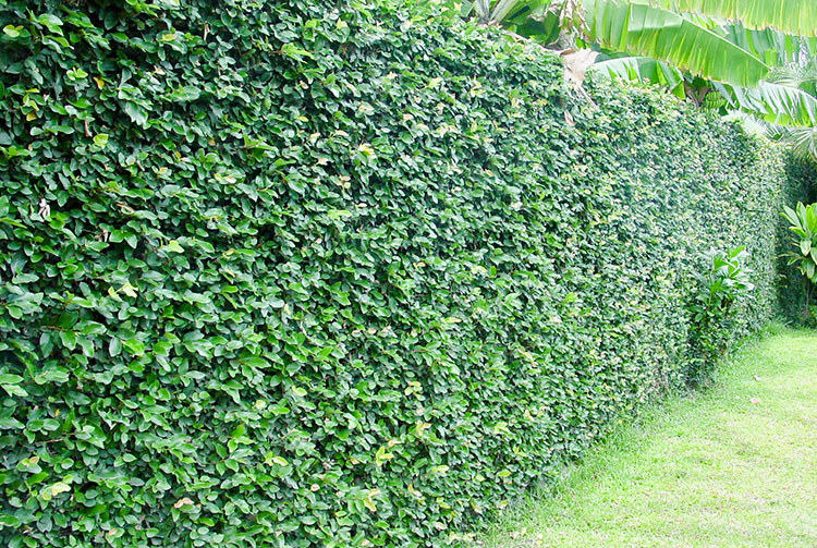 Mur couvert de Ficus pimula, le lierre de Tahiti
