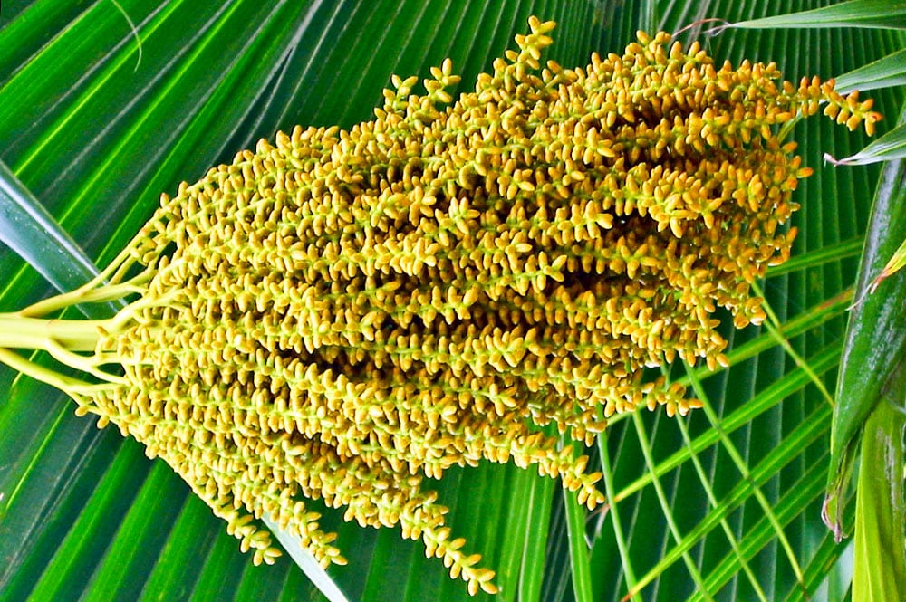 Inflorescence du palmier de niau, Pritchardia pericularum