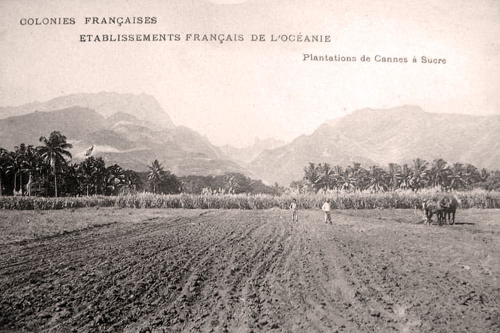 Plantations de cannes à sucre dans la plaine côtière de Pirae vers 1900. 
