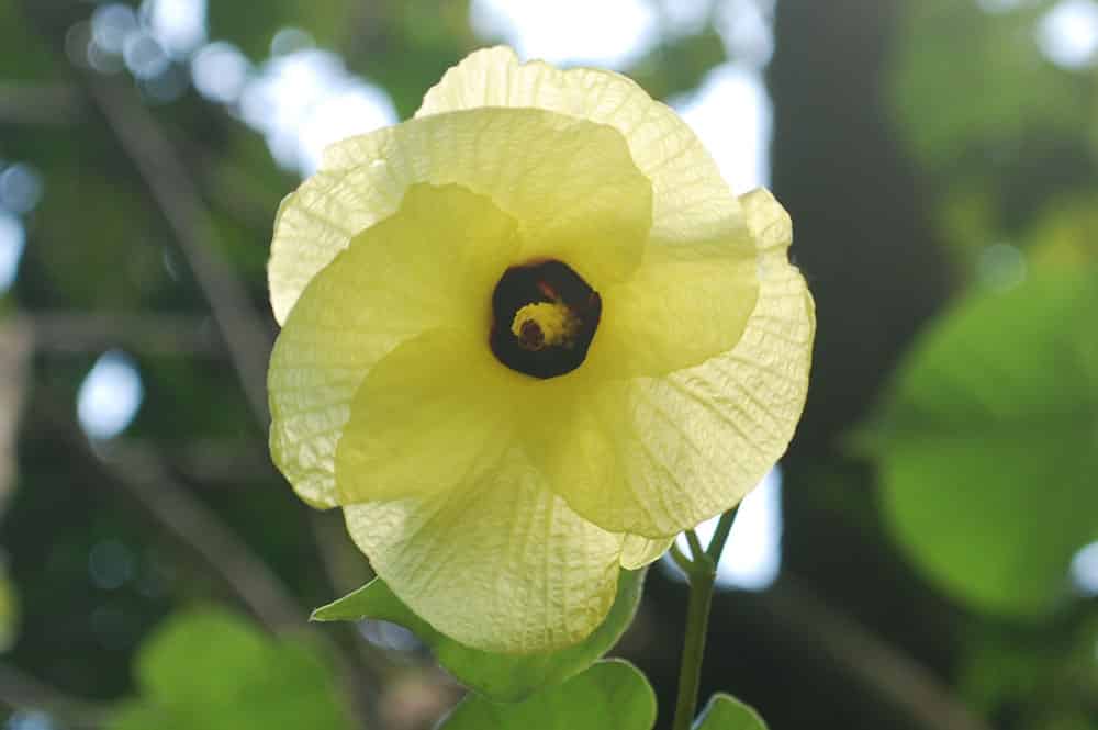 Fleur jaune d'hibiscus taliaceus, Purau de Tahiti