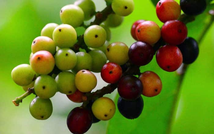 Fruits de l'arbre qui pue, Bignay (Antidesma Bunius)
