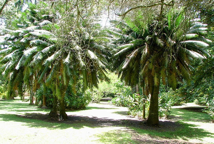 Cycas du jardin botanique de Tahiti © Tahiti Heritage