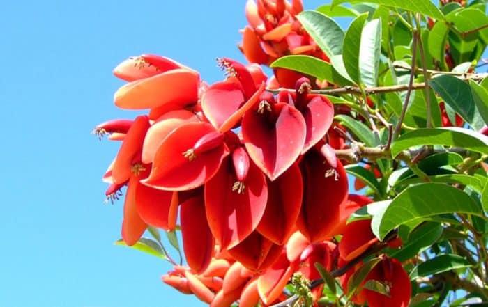 Erythrina tahitensis- Atae oviri