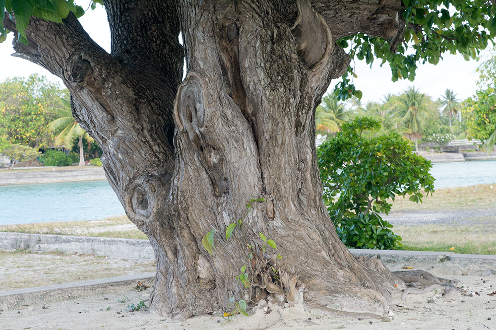 Vieil arbre (tou, Cordia) de Pahua à Mataiva. © Tahiti Heritage