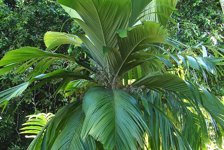 Palmier des Marquises, Enu, Pelagodoxa henryana