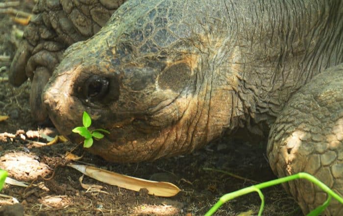 Tête d'une tortue des Galapagos du jardin botanique de Tahit