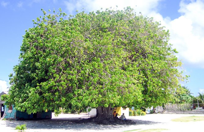 Tou, arbre centenaire du vieux terrain de foot de Hitianau à Faaite