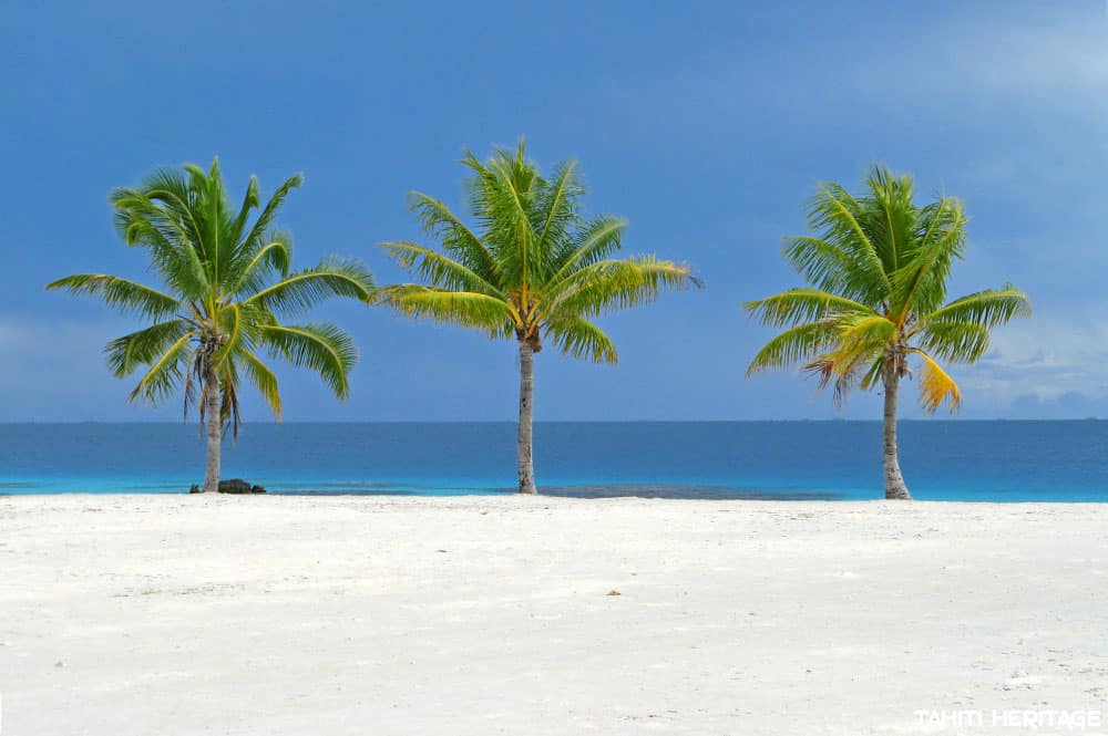 Trois cocotiers verts sur le sable blanc et le lagon bleu Photo Olivier Babin