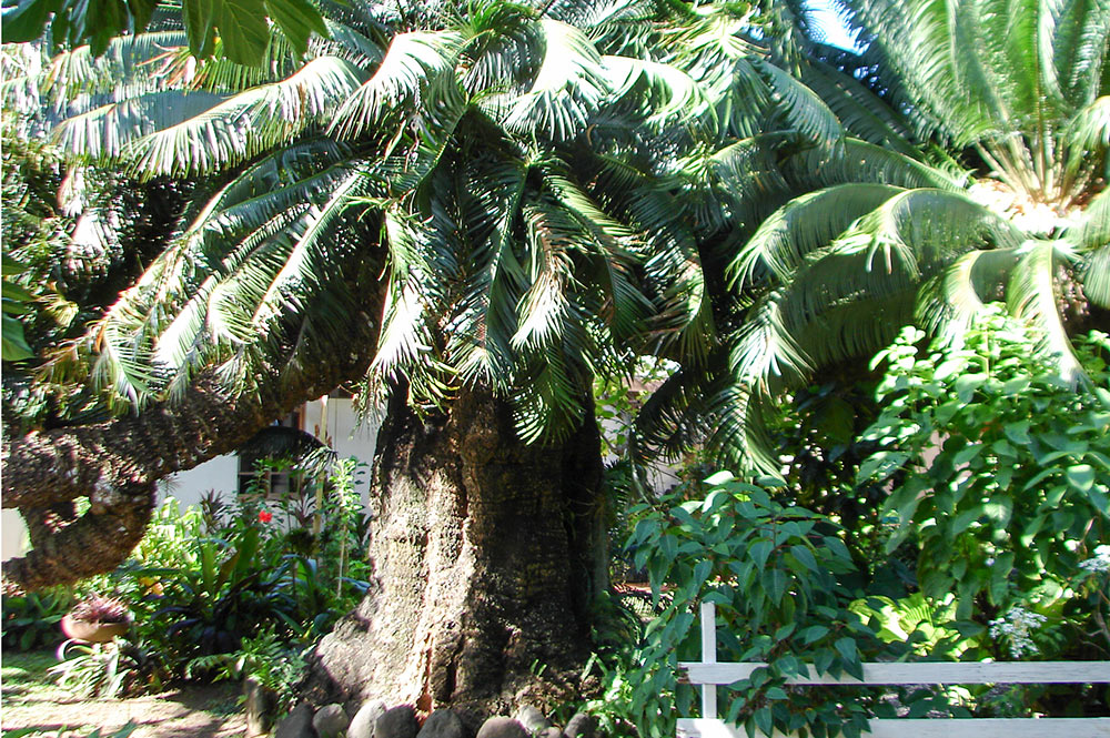 La vieille branche royale du cycas offerte à Pomare par le roi Louis Philippe, à Arue Tahiti