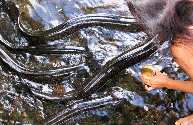 Anguilles sacrées de Huahine à Faie