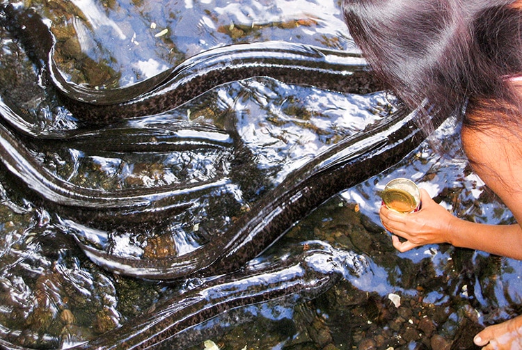 Puhi tari'a, les anguilles à oreilles sacrées de Huahine