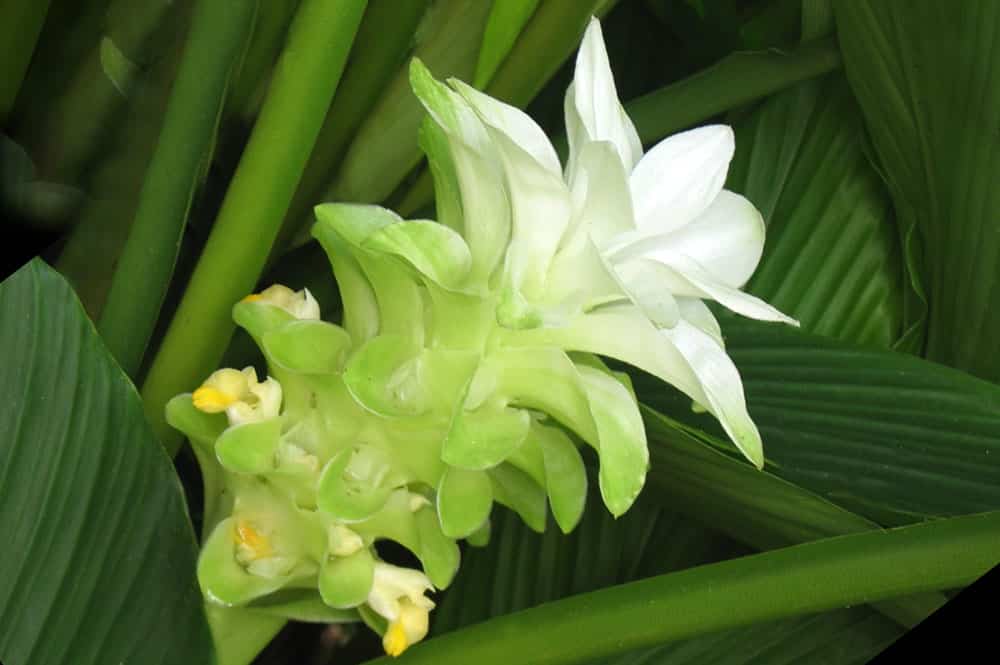 Fleur de Curcuma longa