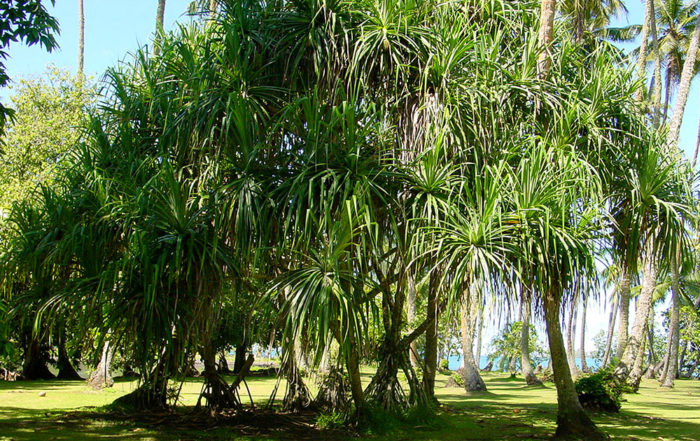 Bosquet de pandanus au jardin botanique de Tahiti