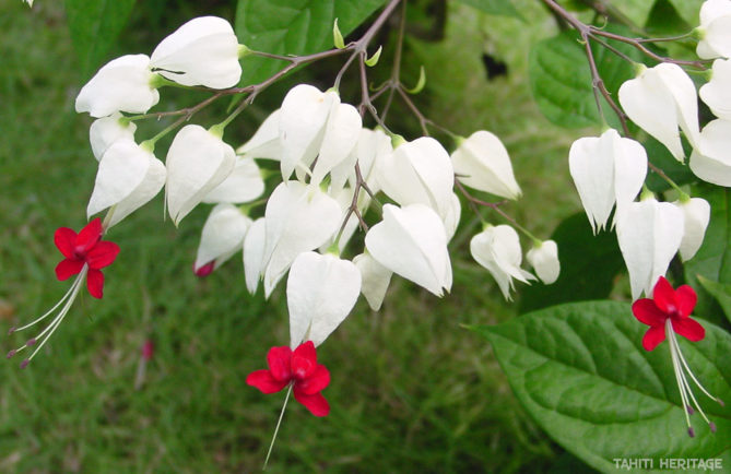 Clerodendron grimpant - clerodendrum thomsoniae