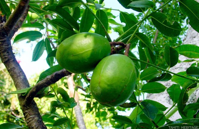 Pomme cythère, Vi tahiti, Spondias dulcis © Tahiti Heritage