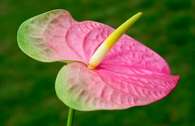 Anthurium vert et rose © Tahiti Heritage