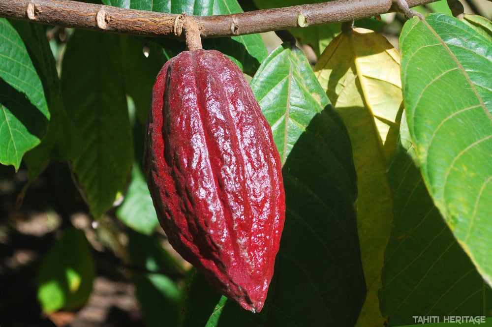 Cacaoyer de Tahiti, l'arbre à chocolat © TAHITI HERITAGE