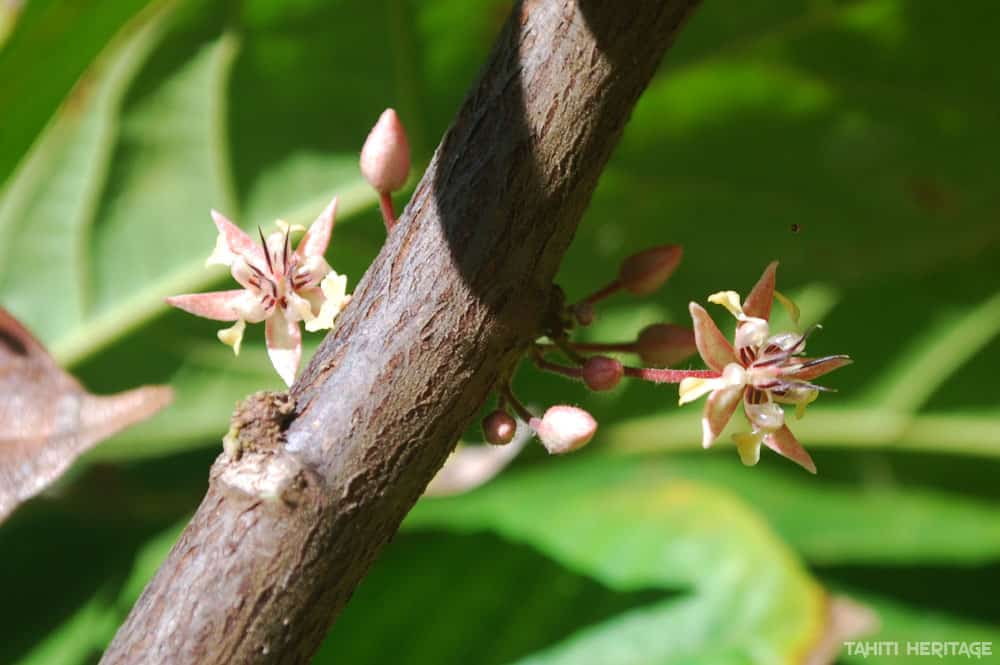 Fleurs de cacaoyer © Tahiti Heritage