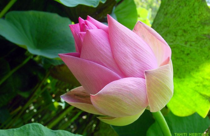 Lotus rose de Tahiti, Nelumbo nucifera. © Tahiti Heritage / Olivier Babin