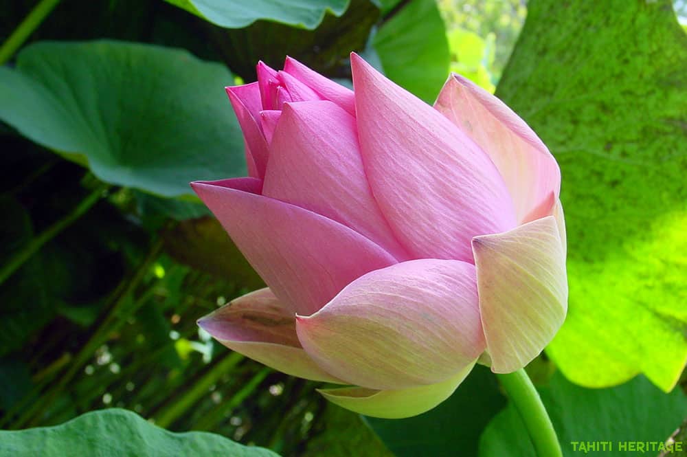 Lotus rose de Tahiti, Nelumbo nucifera. © Tahiti Heritage / Olivier Babin