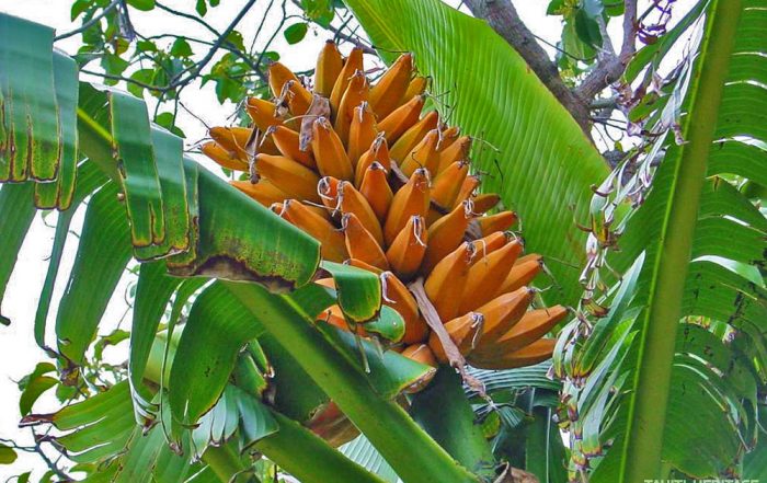 Fei de Tahiti - Banane plantain de montagne, Musa troglodytarum © Tahiti Heritage