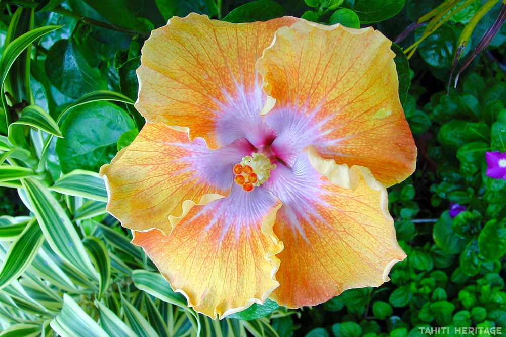 Hibiscus rosa sinensis, jaune et rose de Tahiti. © Tahiti Heritage