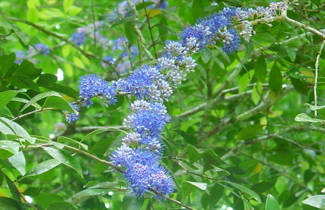 Fleurs bleues de Delek Air, Memecylon
