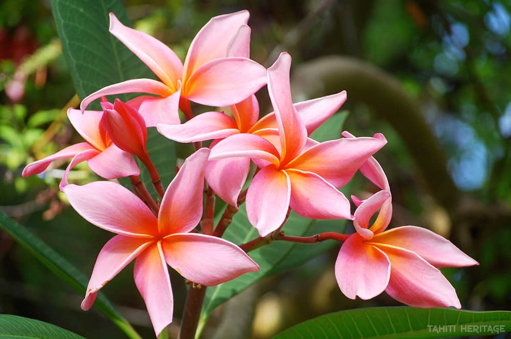 Frangipanier Tipanie De Tahiti Un Arbre Protecteur Tahiti Heritage Frangipanier Tipanie De Tahiti Un Arbre Protecteur Tahiti Heritage