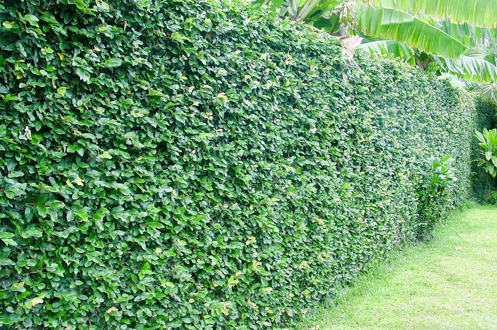 Mur recouvert de Ficus pimula, le lierre de Tahiti