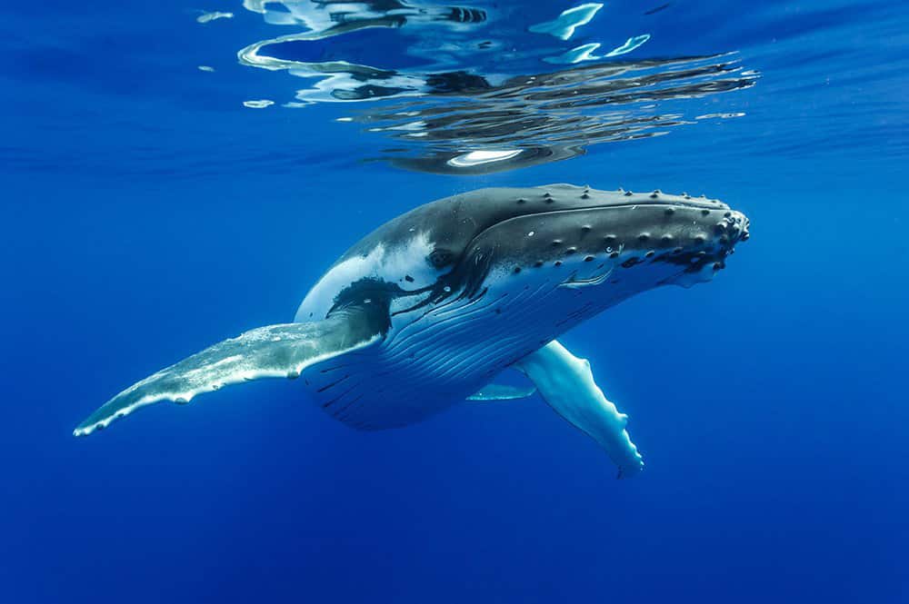 Rencontre entre un jeune homme et une baleine au large de Makemo