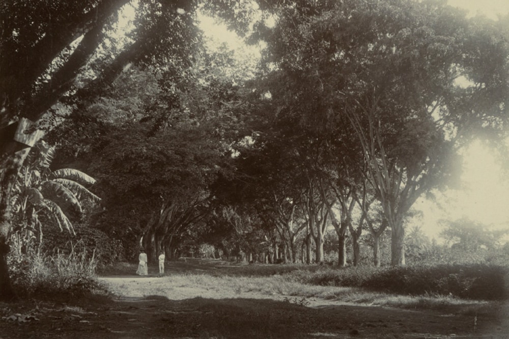 Allée de la Fautaua en 1896. Photo Arthur Baessler