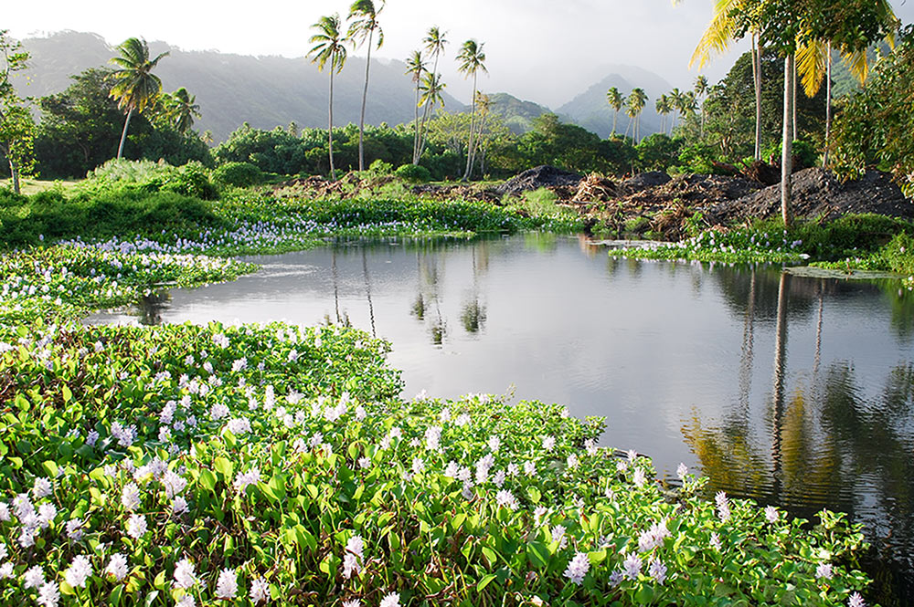 Source Vai uriri à Mataiea. © Tahiti Heritage