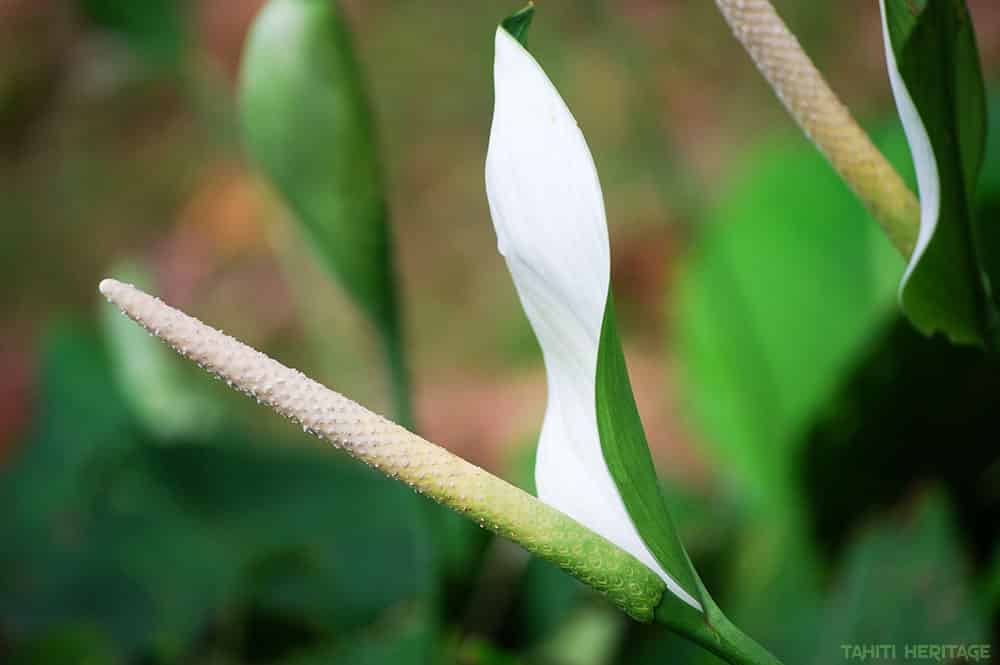 Fleur de lune - Spathiphyllum © Tahiti Heritage