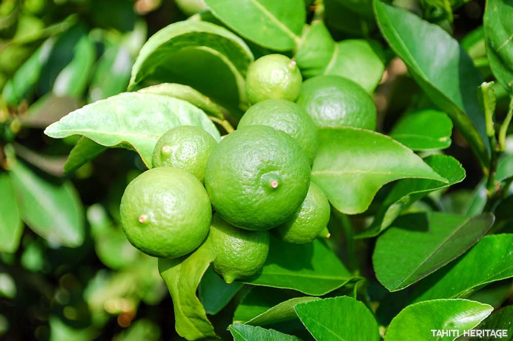Citron vert de Tahiti, Citrus aurantifolia © Tahiti Heritage