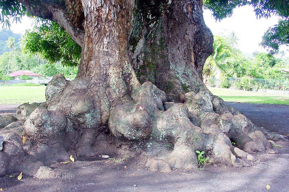 Racines du vieux manguier du temple de Mataiea en 2002 © Tahiti Heritage