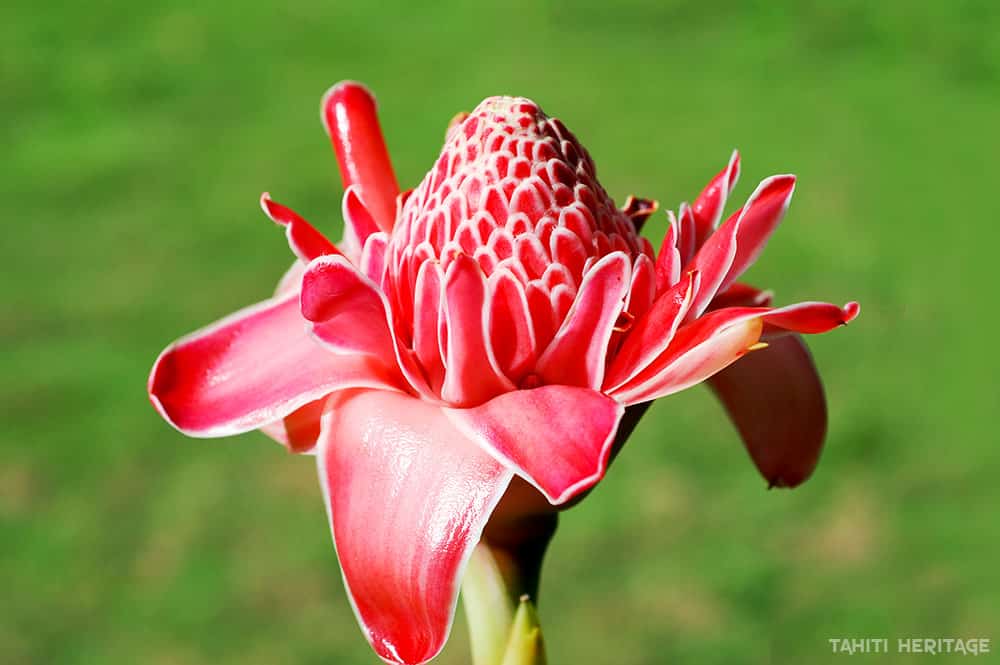 Rose de porcelaine rose - Etlingera elatior © Tahiti Heritage