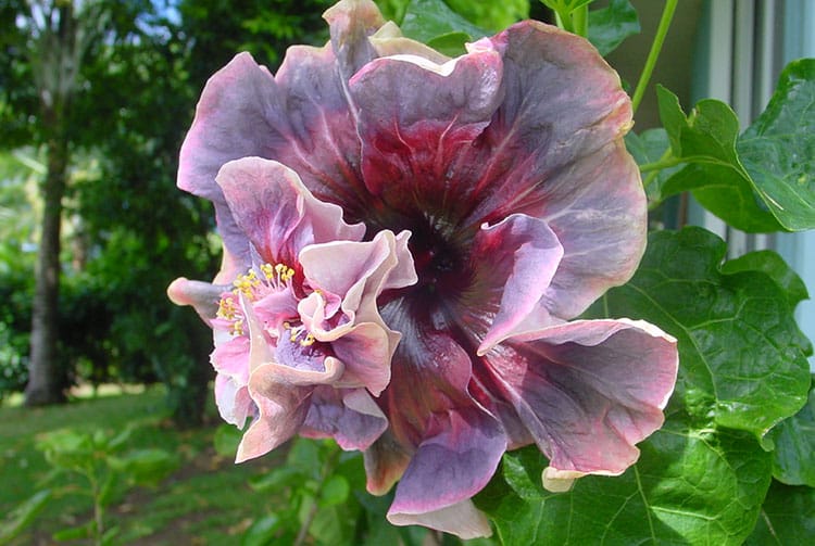 Hibiscus rosa sinensis, double mauve de Tahiti. © Tahiti Heritage