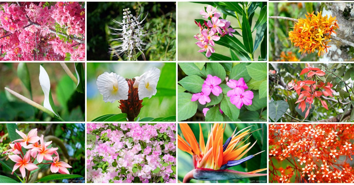 Fleurs De Tahiti Tahiti Heritage Fleurs De Tahiti Tahiti Heritage