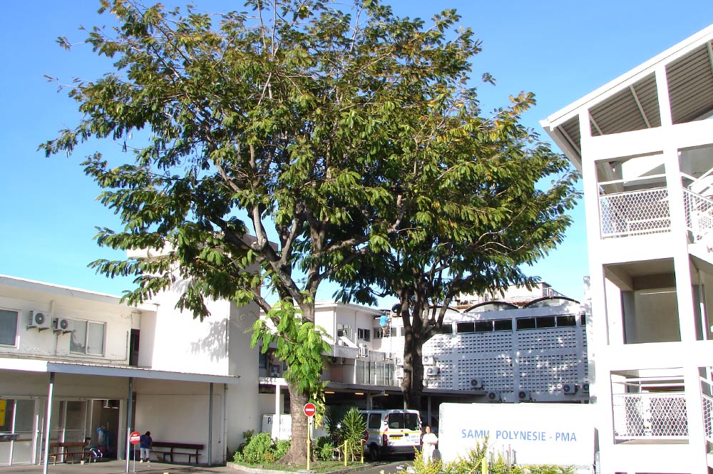 Parkia du centre hospitalier de Mamao en 2006