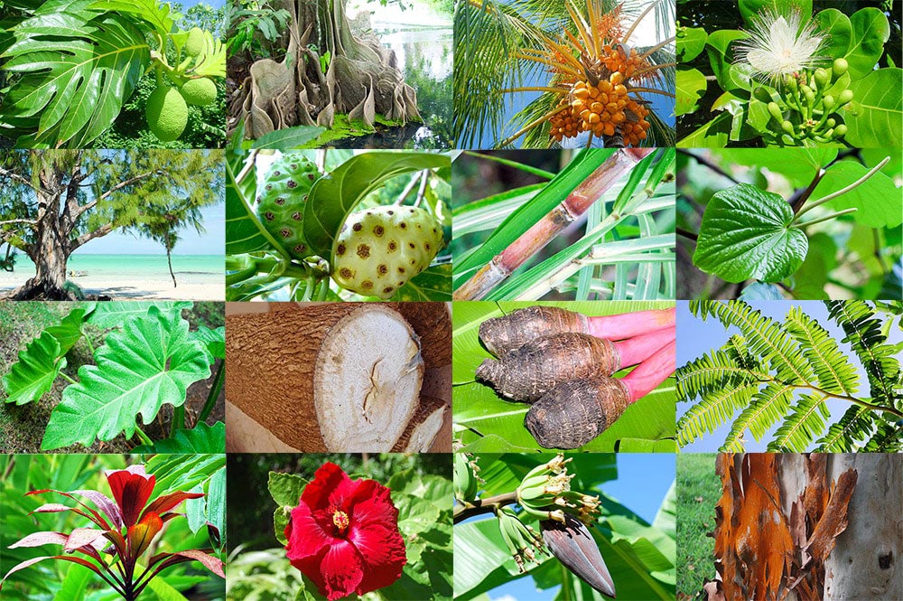 Photos Tahiti Heritage : 1 Uru, 2 Mape, 3 Cocotier, 4 Hotu, 5 Aito, 6 Nono, 7 Canne à sucre, 8 Kava, 9 Ape, 10 Ufi (igname), 11 Taro, 12 Nahe, 13 Auti, 14 Aute (Hibiscus), 15 Bananier, 16 Ecorce.