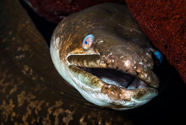 Anguille royale. Photo Sylvain Girardot